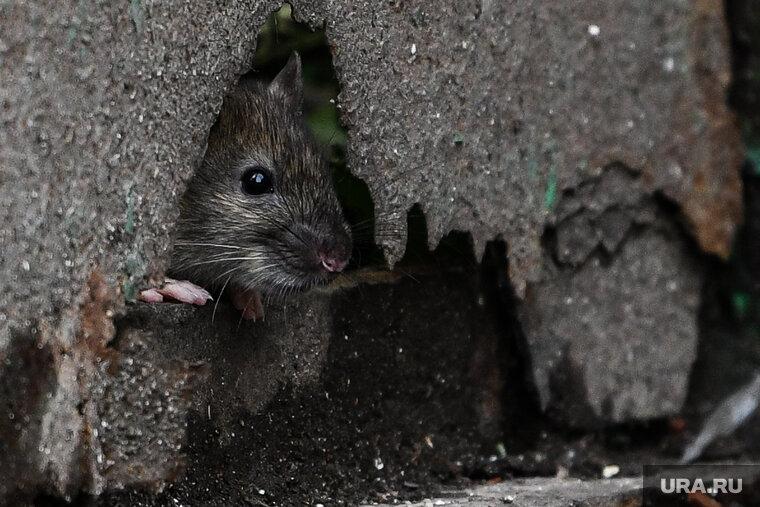    В жилых домах города Лабытнанги завелись крысы и мыши