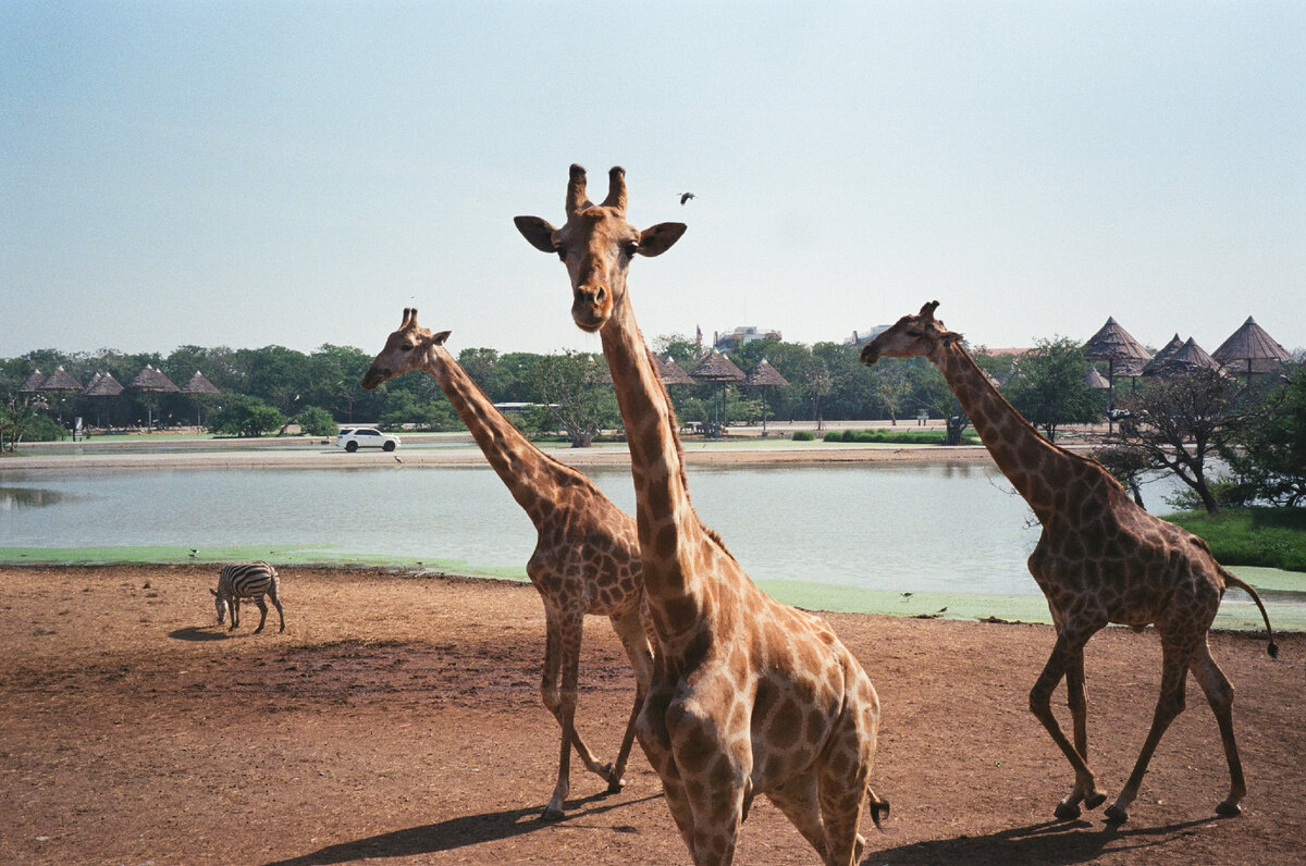 Картинка с бесплатного фотостока https://unsplash.com, автор Xennie Moore