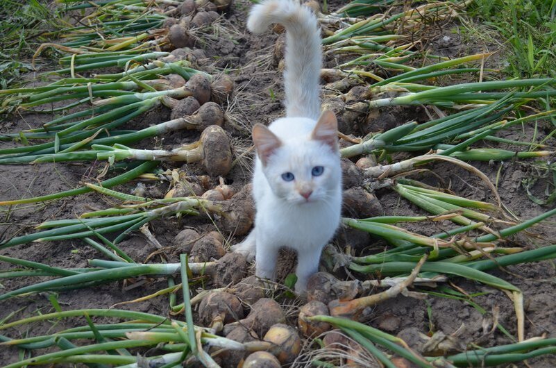 Кошки спасают от кротов.