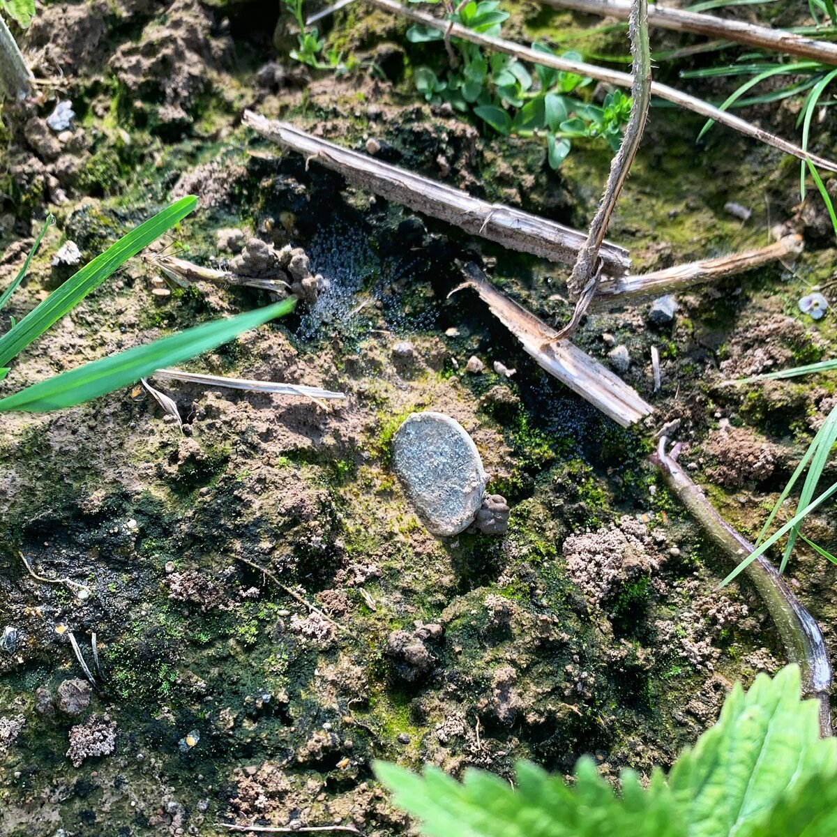 Перепаханные поля иногда радуют глаз и верховыми находками🥰