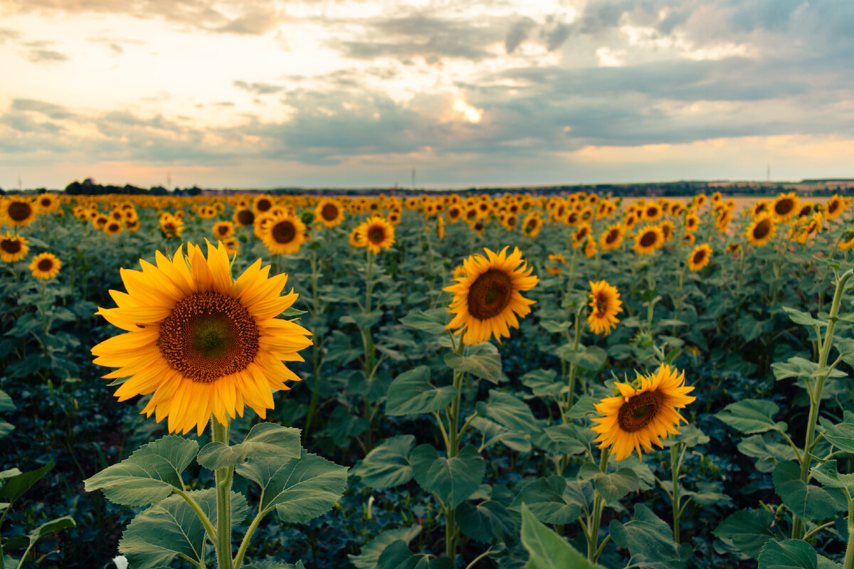 Картинка с бесплатного фотостока https://unsplash.com, автор Nikolett Emmert