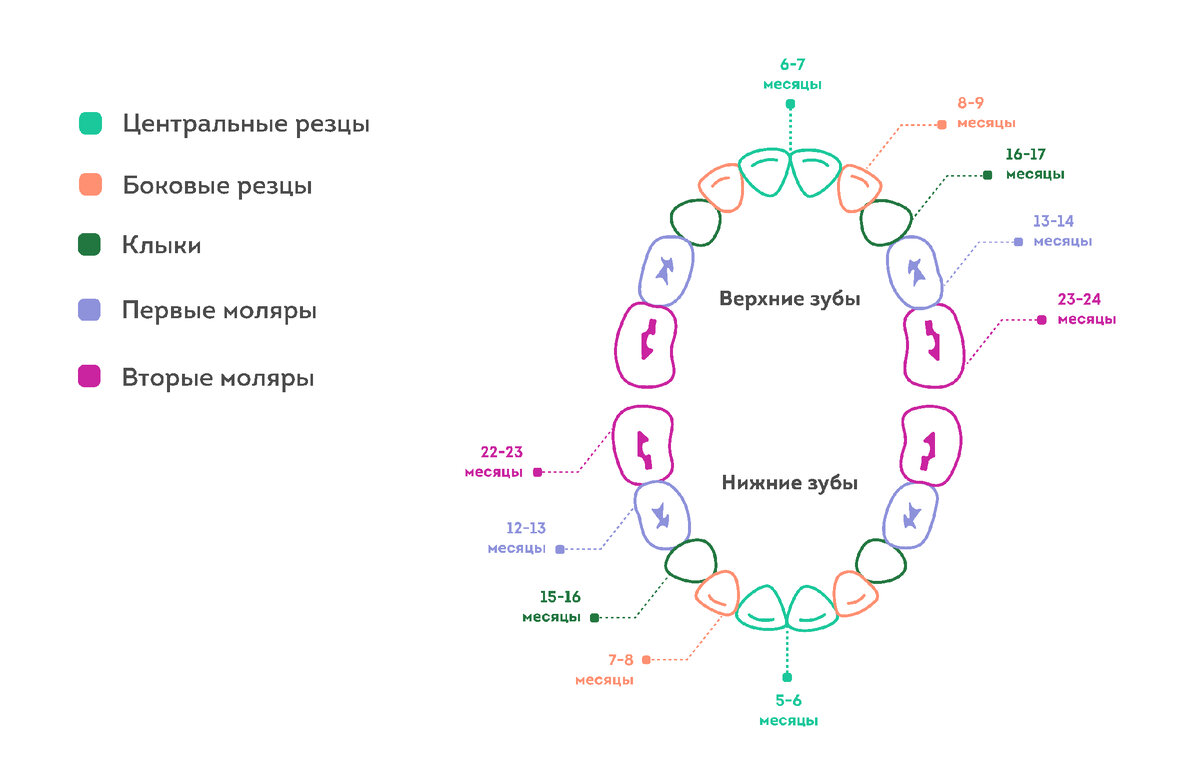 Прорезывание зубов у детей. Порядок, схемы и сроки | Сеть стоматологий  ПрезиДЕНТ | Дзен