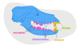 Зубы собаки. Иллюстрация с сайта https://averia.ru/wiki/how-many-teeth-does-dog-have