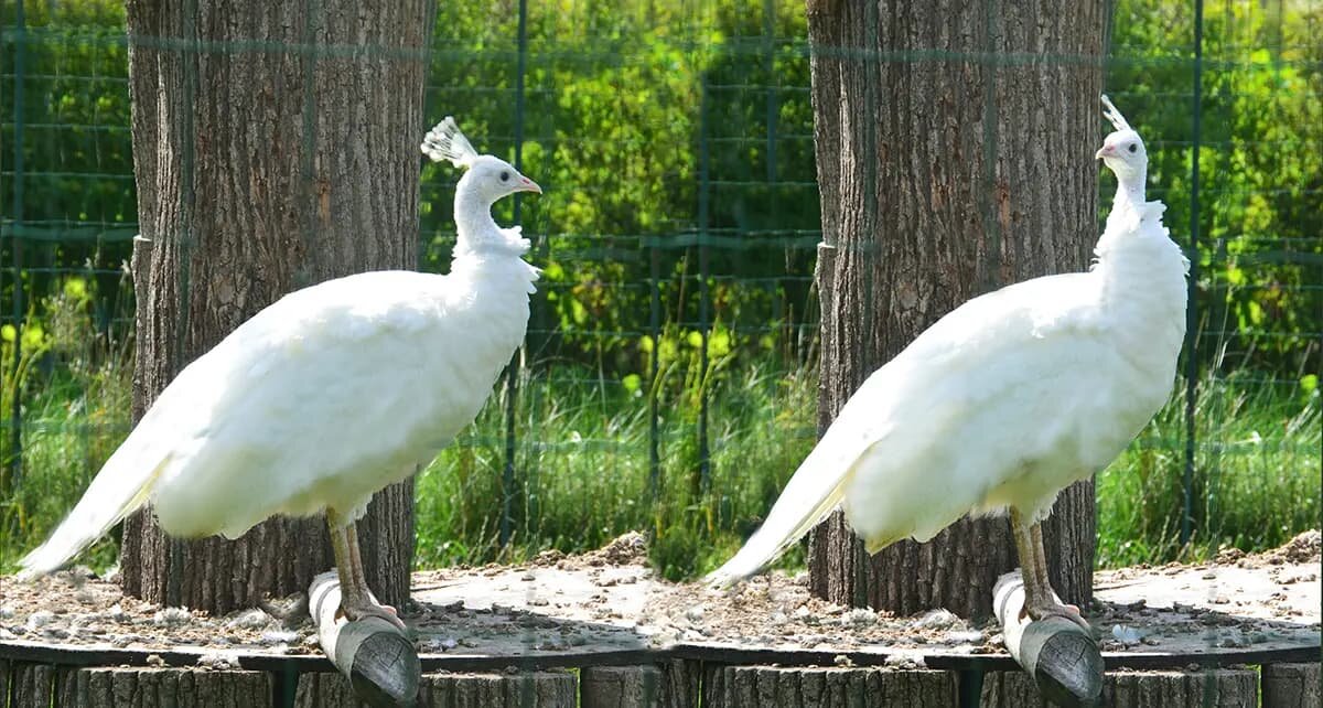 Белые павлины при входе в парк Середниково