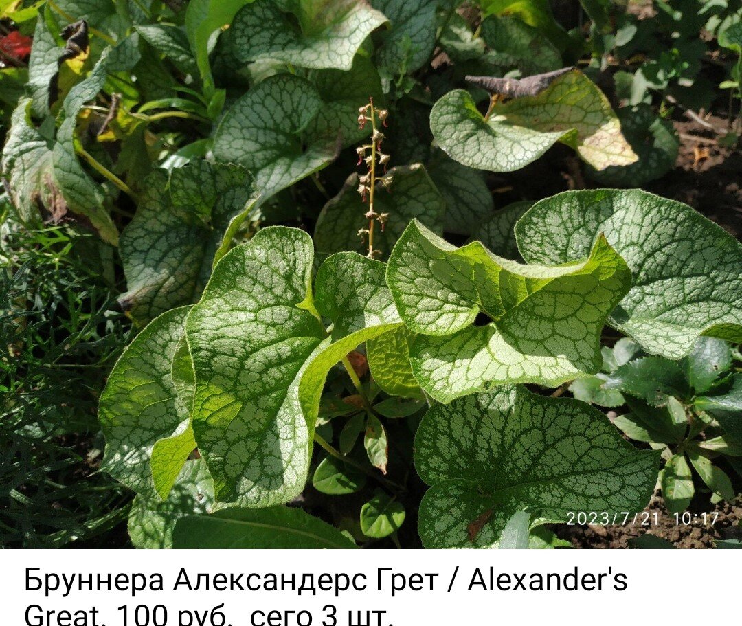 фото продавца