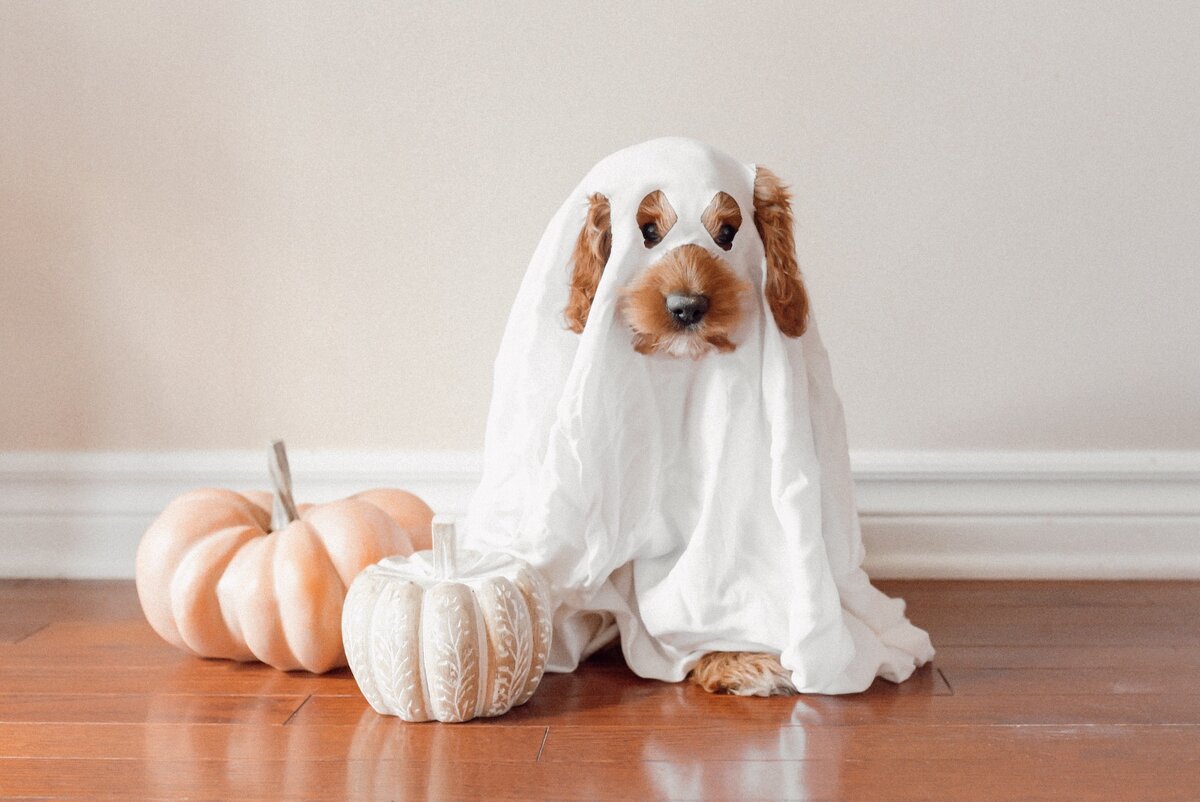Собака Баскервилей к Хэллоуину готова! Фото Paige Cody (Unsplash).
