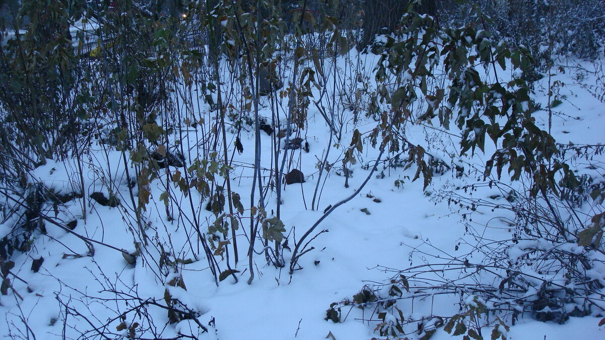 Клён в снегах