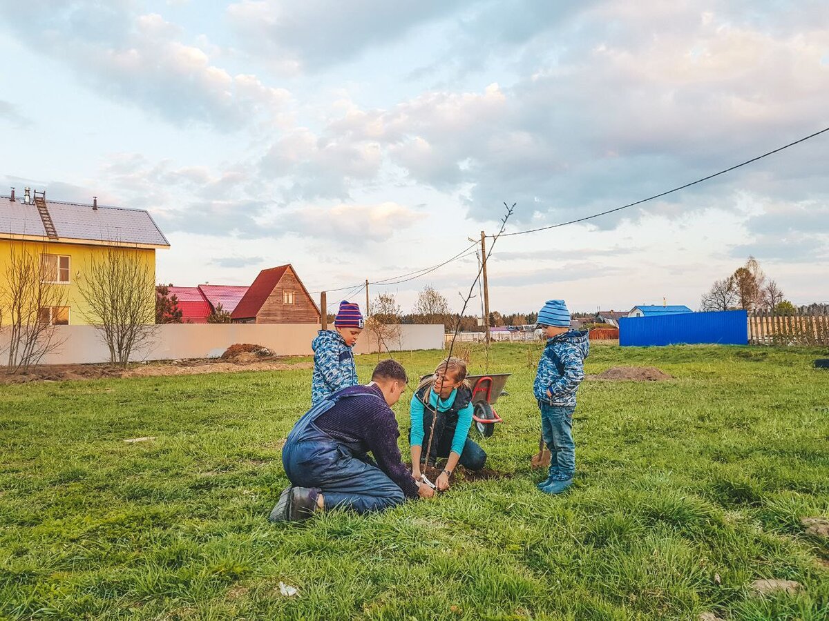 сажаем первые саженцы на нашем участке в Ленинградской области