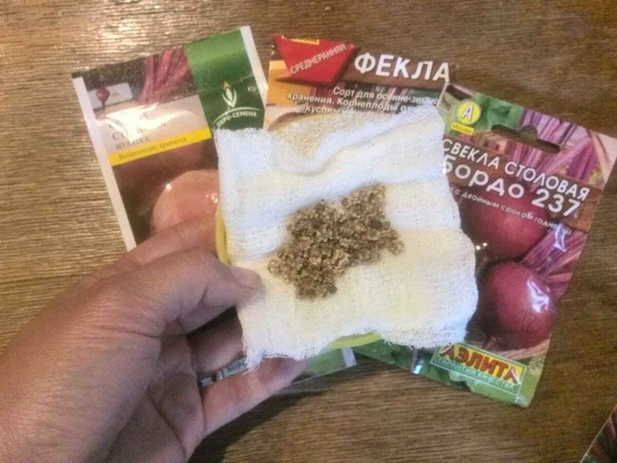 Сею сухие семена.