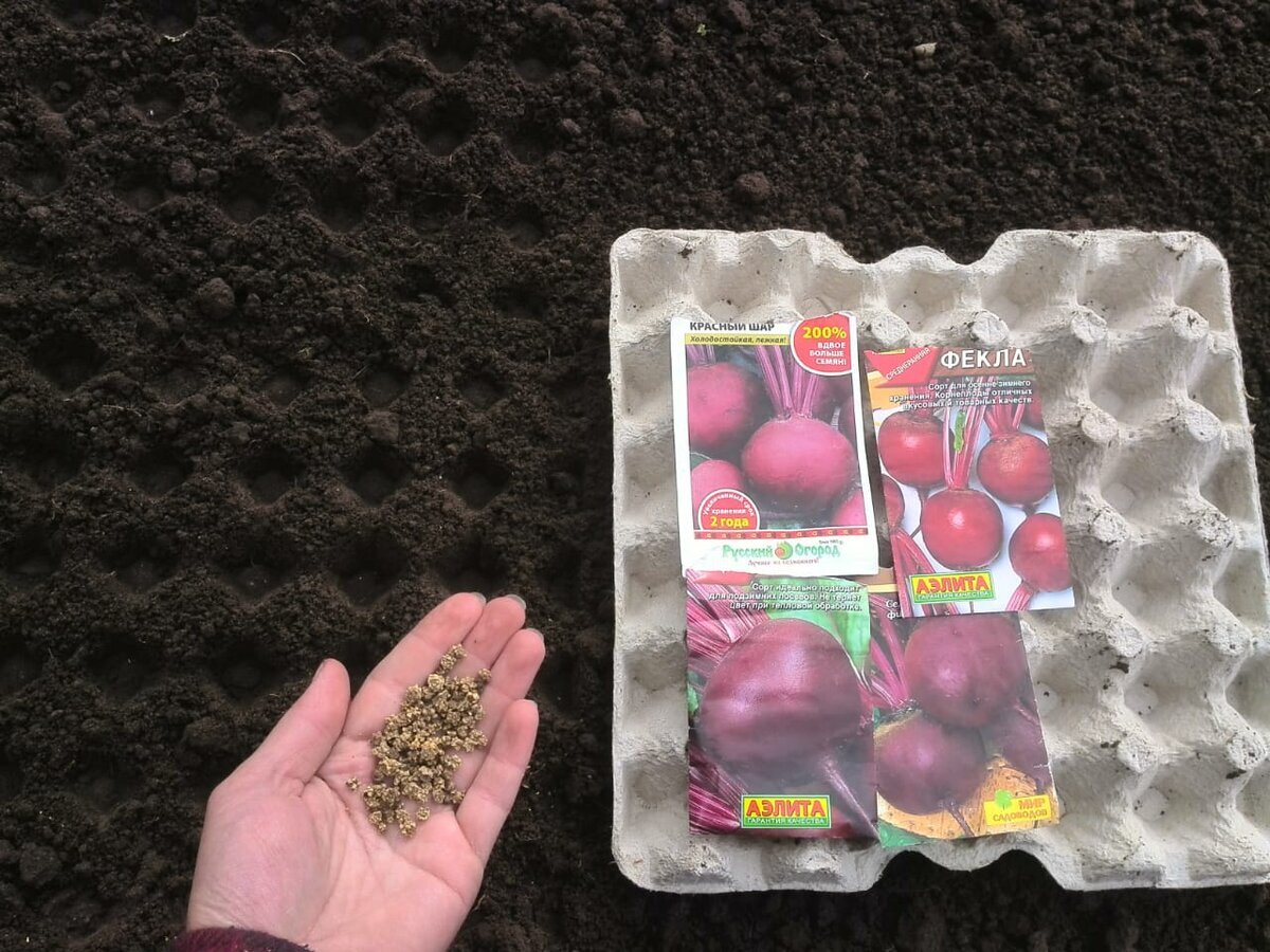 Свёкла сорта для посадки. Сажаем свеклу в открытый грунт семенами весной. Свекла растет. Свёкла сорта для посадки лучшие. Как сажать свеклу.