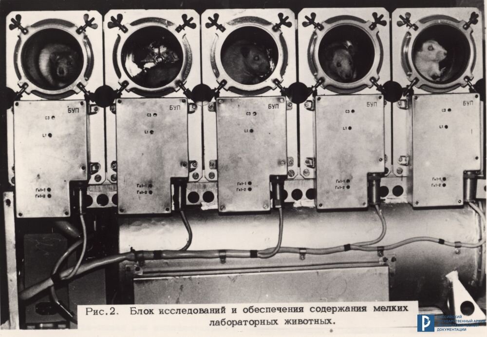 Блок исследований и обеспечения содержания мелких лабораторных животных. РГАНТД. Ф. 213. Оп. 5-1. Д. 96. Л. 6.