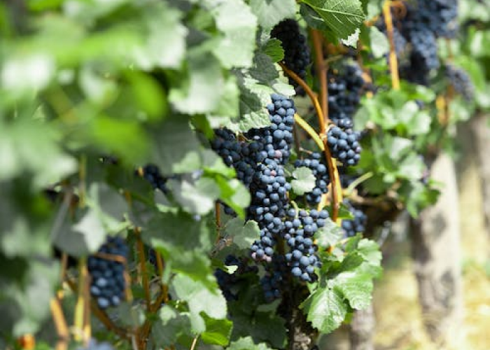 Автор: Kelian Pfleger, источник: https://www.pexels.com/ru-ru/photo/7356845/