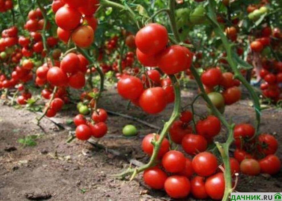 Рейтинг сортов томатов для открытого и закрытого грунта