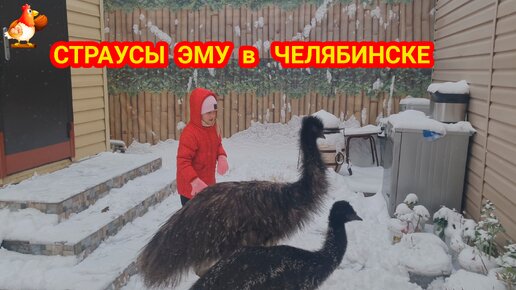 Эму Дормидонт и Луис резвятся на снегу ❄️ Страусы сурового Челябинска чувствуют себя отлично 😂