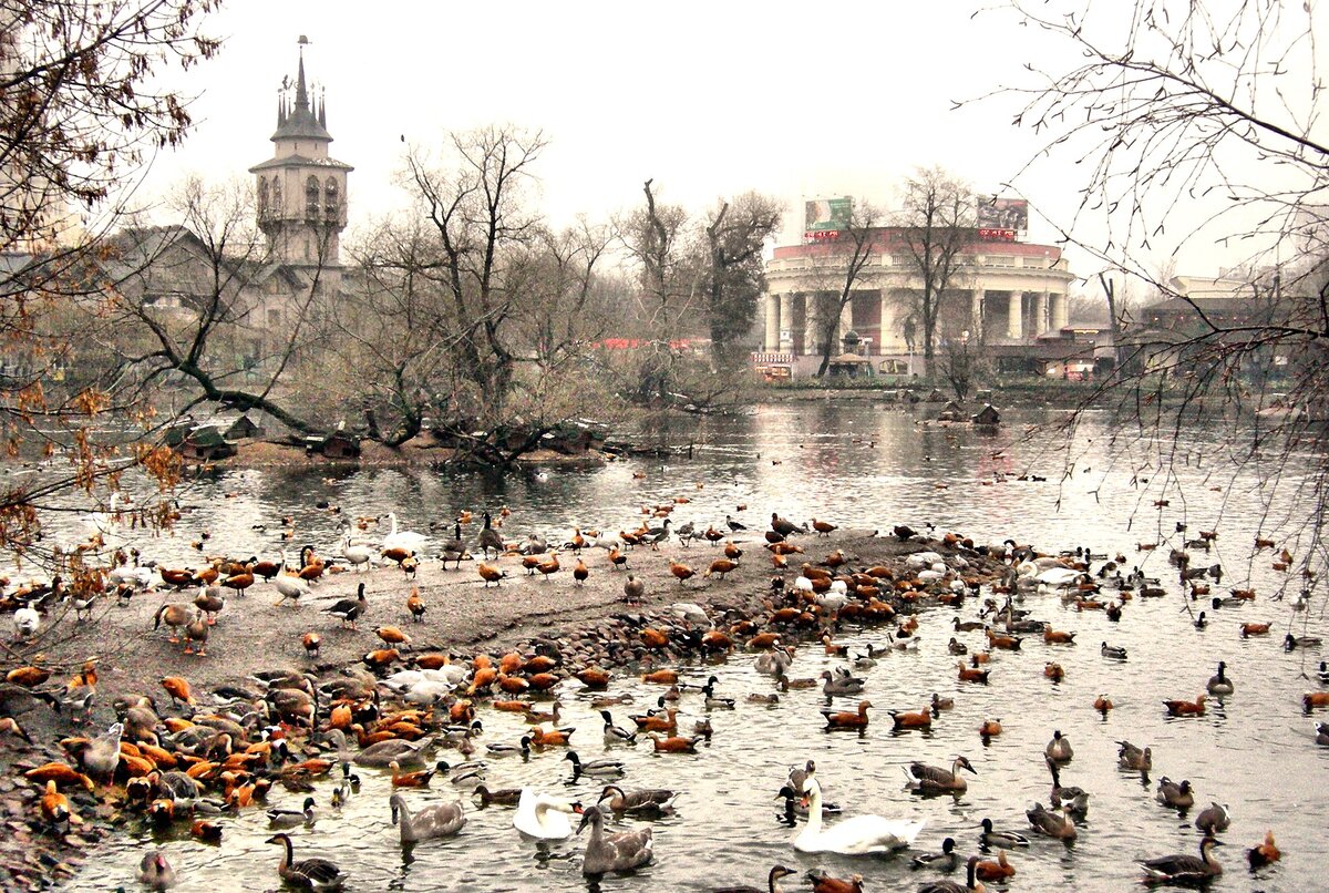 Московский зоопарк. 2009 год. Автор Ryndman. Источник https://upload.wikimedia.org/wikipedia/commons.