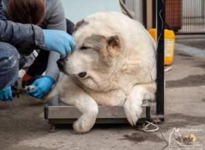    Фото: Сострадание НН
