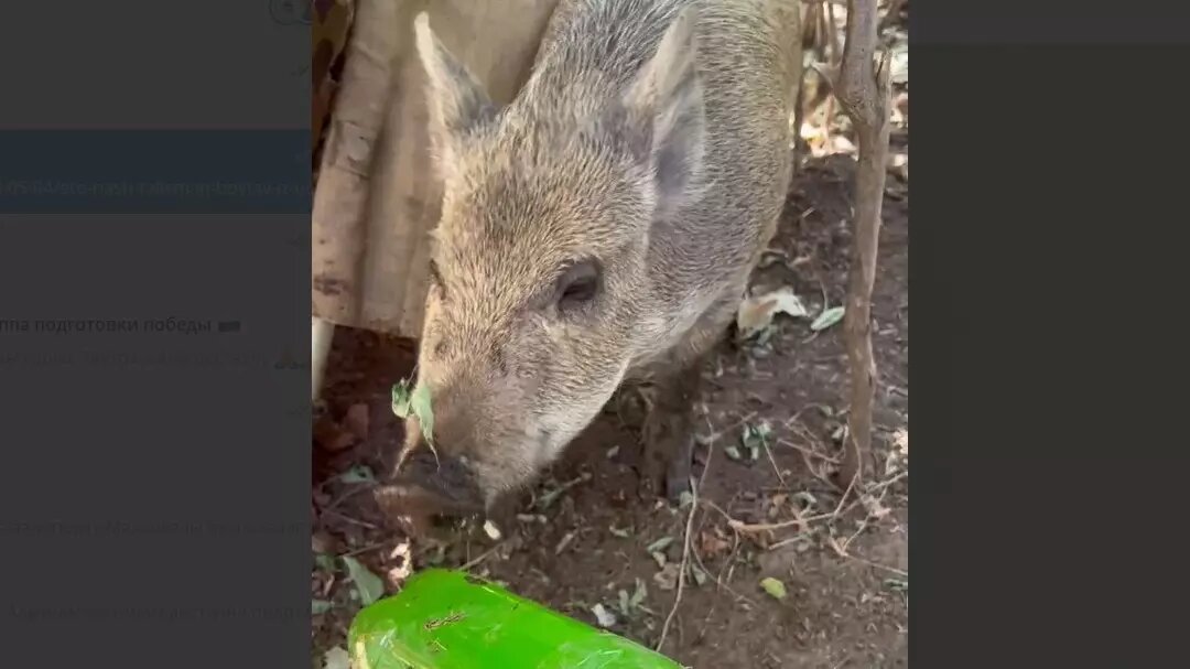     Про хрюшку Пулю, которую совсем крохотной приютили бойцы удмуртского полка, мы рассказывали в начале мая. Сегодня в Udm-info прислали видео о том, как поживает свинка теперь.
