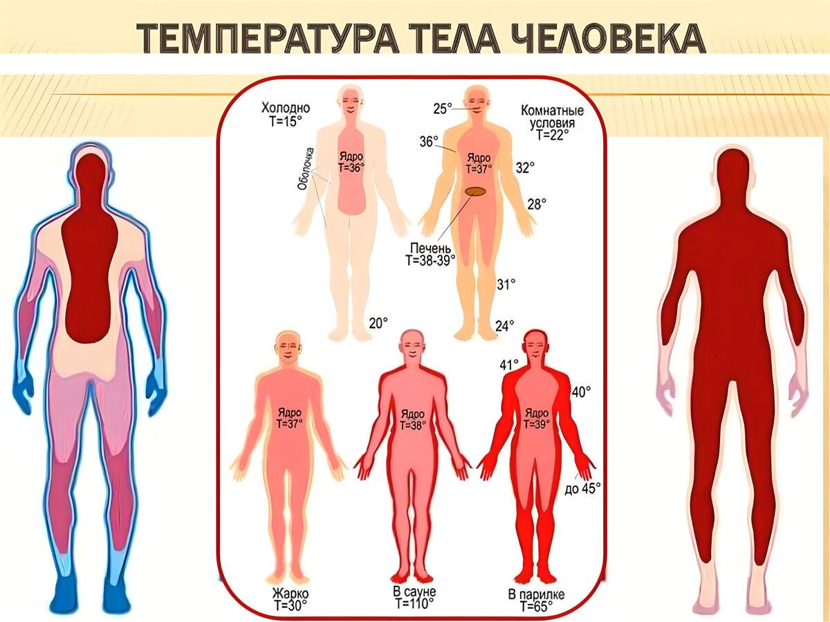Области тела человека температура. Распределение температуры тела. Температурная схема тела человека. Распределение температуры в теле человека. Температурная карта тела человека.