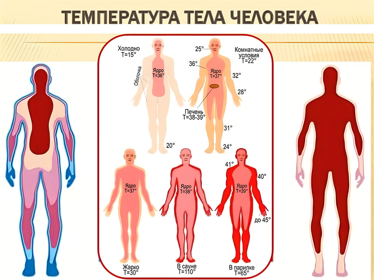 Работа организма человека