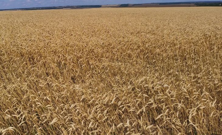    Красноярский край в 3 раза превысил плановый показатель по агроэкспорту в этом году