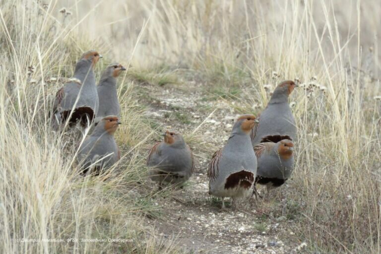    В «Предуральской степи» Оренбургского заповедника раскрыли секрет «наплыва» куропаток Кристина Просвиркина
