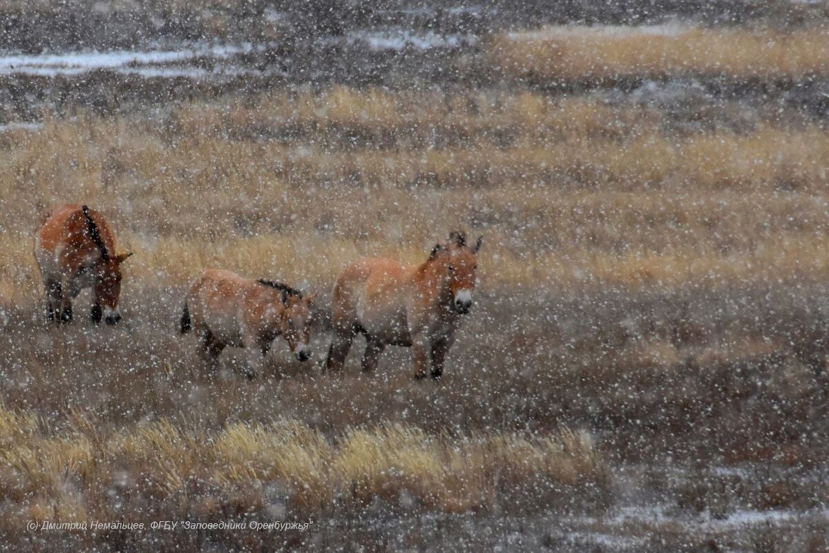    В «Предуральской степи» Оренбургского заповедника раскрыли секрет «наплыва» куропаток Кристина Просвиркина