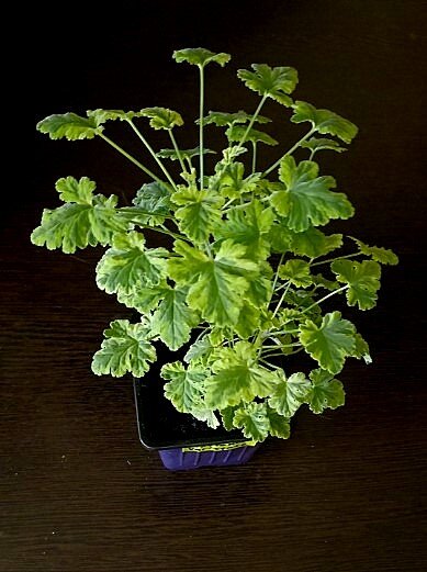 Происхождение этого красивого ждушистого чуда до сих пор не разгадано.