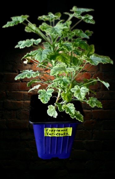 Последнее её фото сделано сегодня. Хорошо видно, что она нарастила вегетативную массу.