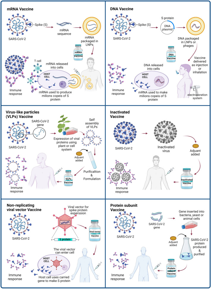 Rcp вакцина. Vaccine Development.