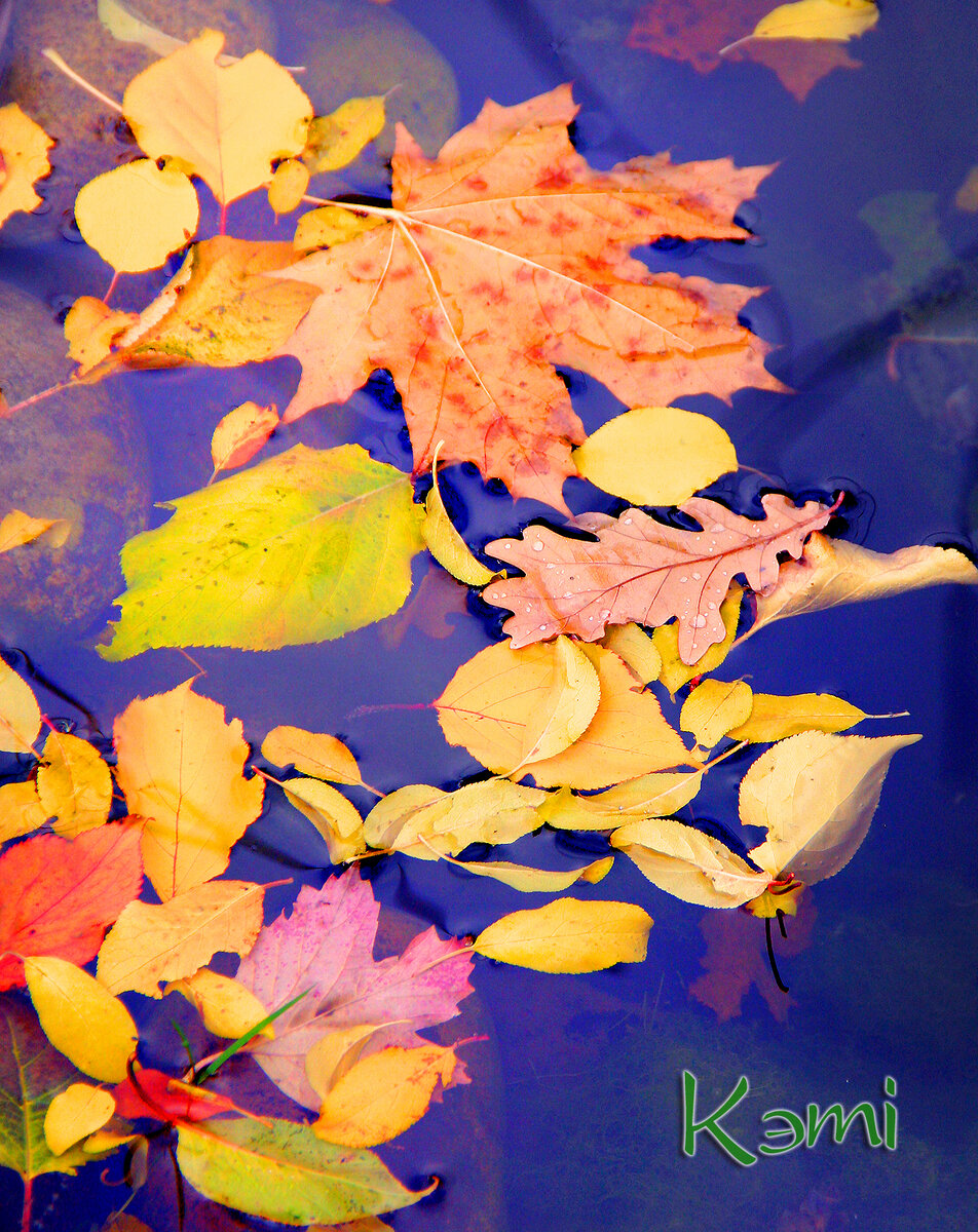 Листья в садовом пруду.