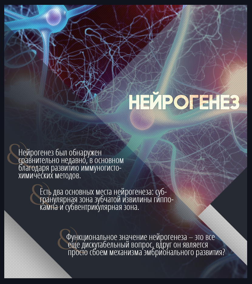 Этапы нейрогенеза. Нейрогенез. Нейрогенезис. Нейроны мозга фото. Стадии нейрогенеза.