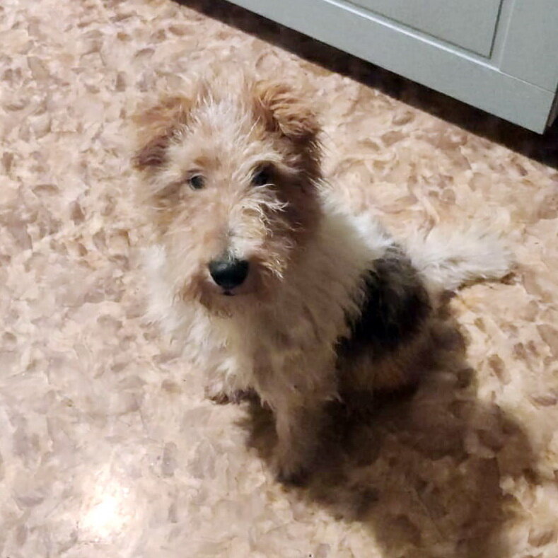 Первый день в новом доме. Здесь и далее в статье фото любезно предоставлены для публикации Александром, хозяином Джека, и Александрой, присматривавшей за собакой в мини-приюте "Дана"