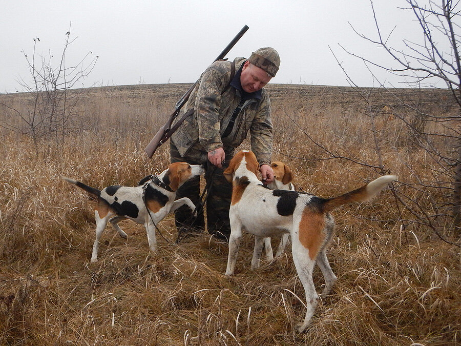 Охота с гончими