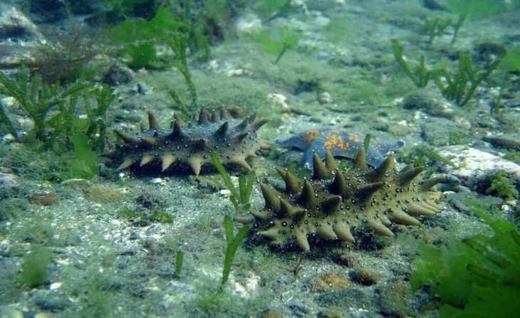    Ценный живой морской женьшень ушел на подводные плантации