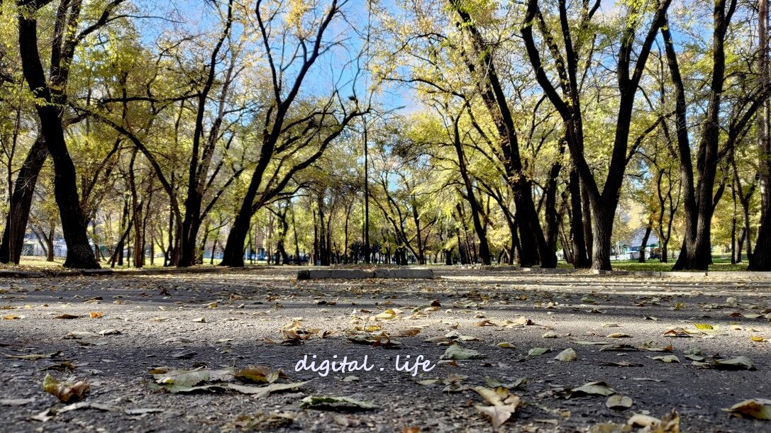 Фото автора. Хабаровск. Октябрь.