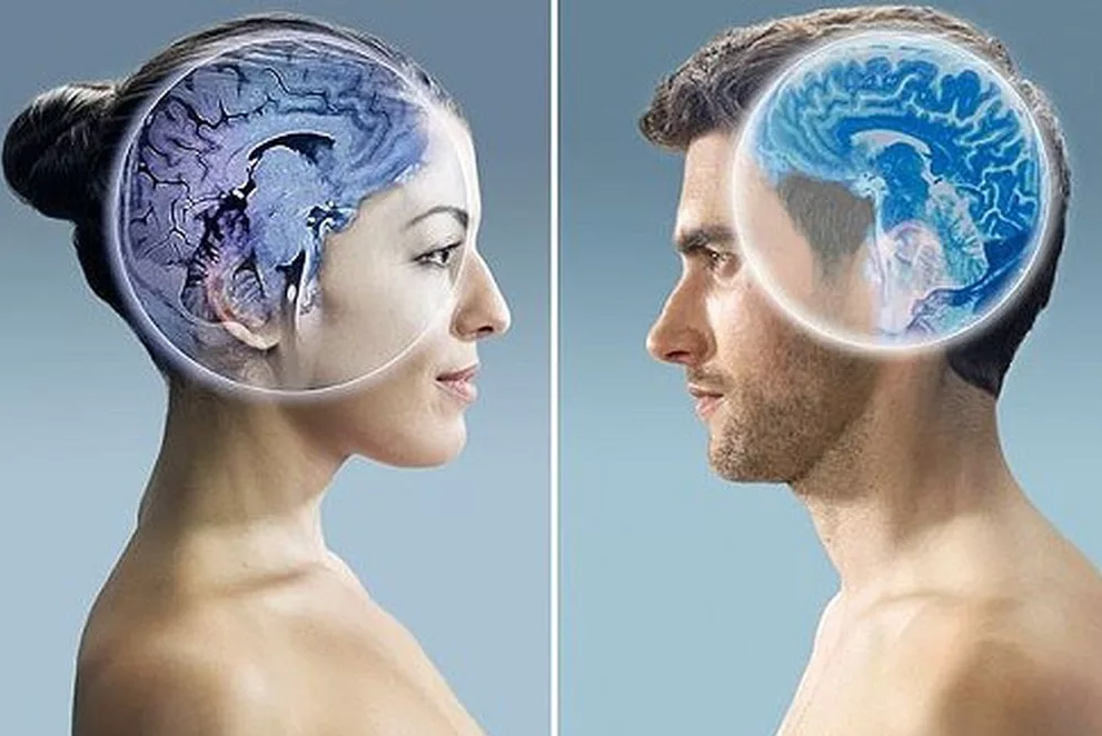 Психология половых различий. Мозг мужчины. Мужской и женский мозг различия. Мозг мужчины и женщины различия. Мозг женщины.