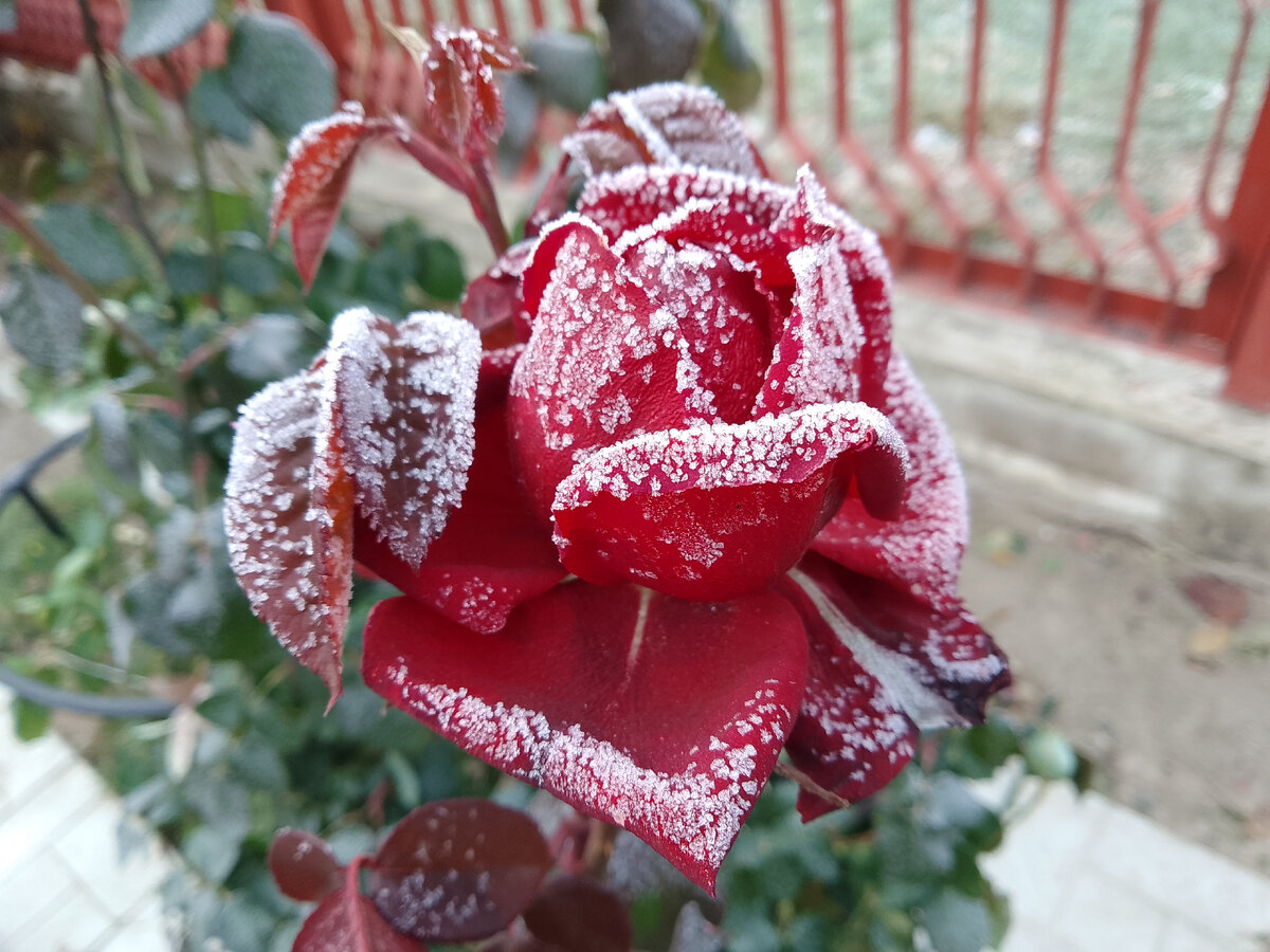 Как укрыть розы на зиму – простой способ, натуральный
