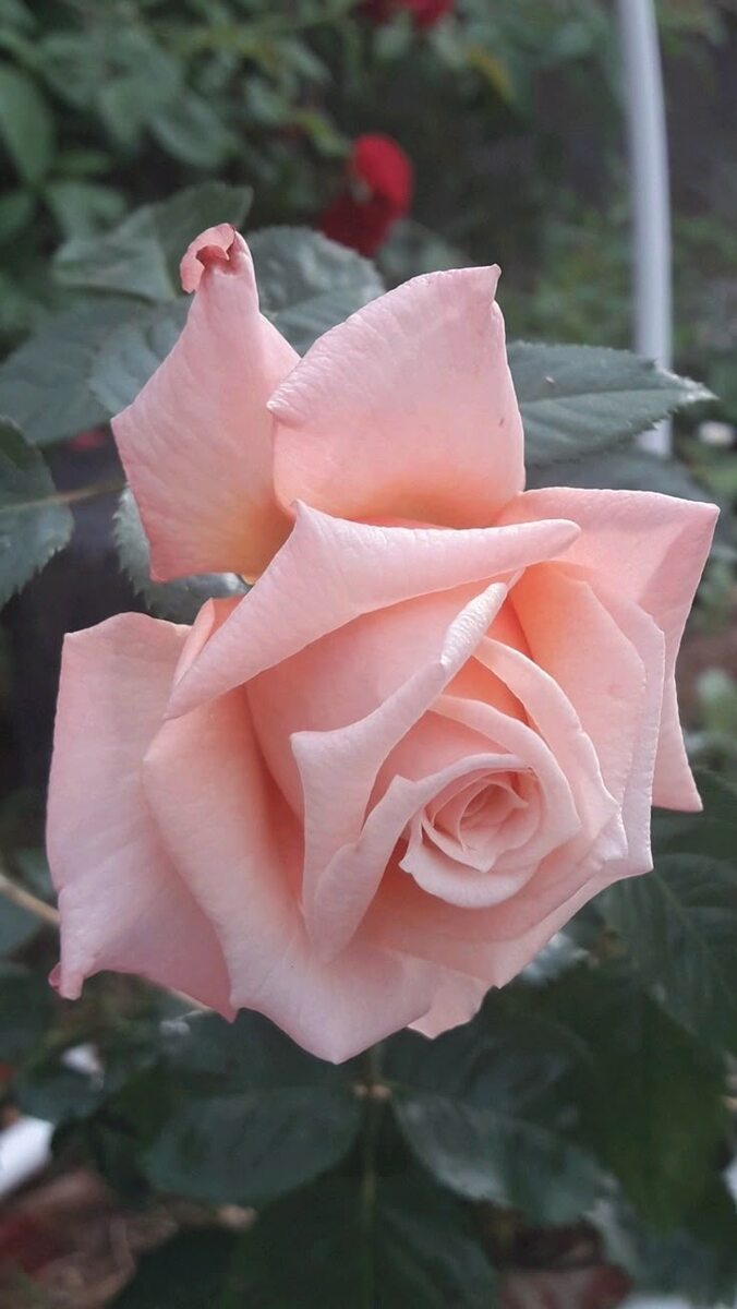 Картинка найдена на просторах интернета, ссылка https://yandex.ru/images/search?from=tabbar&img_url=https%3A%2Fi%2F.pinimg.com%2Foriginals%2Fa8%2F34%2Fа3f%2Fa83р43f81с2879b5e7bd5381274cf0591a19.jpg&lr=47&pos=15&rpt=simage&text=%D1%86%D0%B2%D0%B5%D1%82%D1%8B%20%D0%BA%D1%80%D1%83%D0%BF%D0%BD%D0%BE%20%D1%84%D0%BE%D1%82%D0%BE