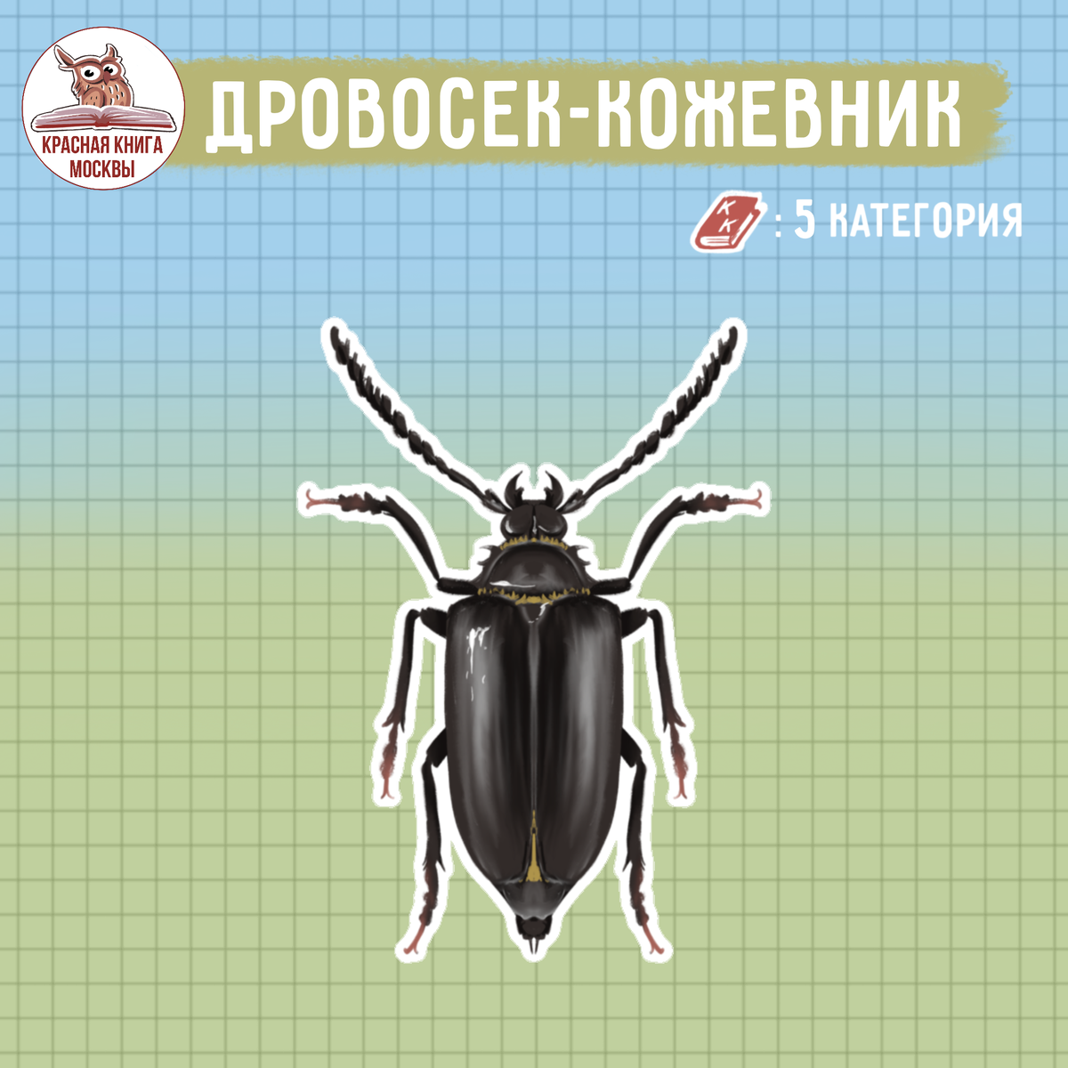 Жук кожевник