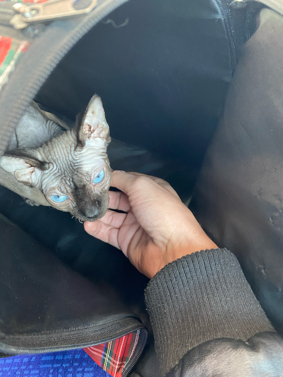 Кота зовут чудовище, потому что он очень чудной)