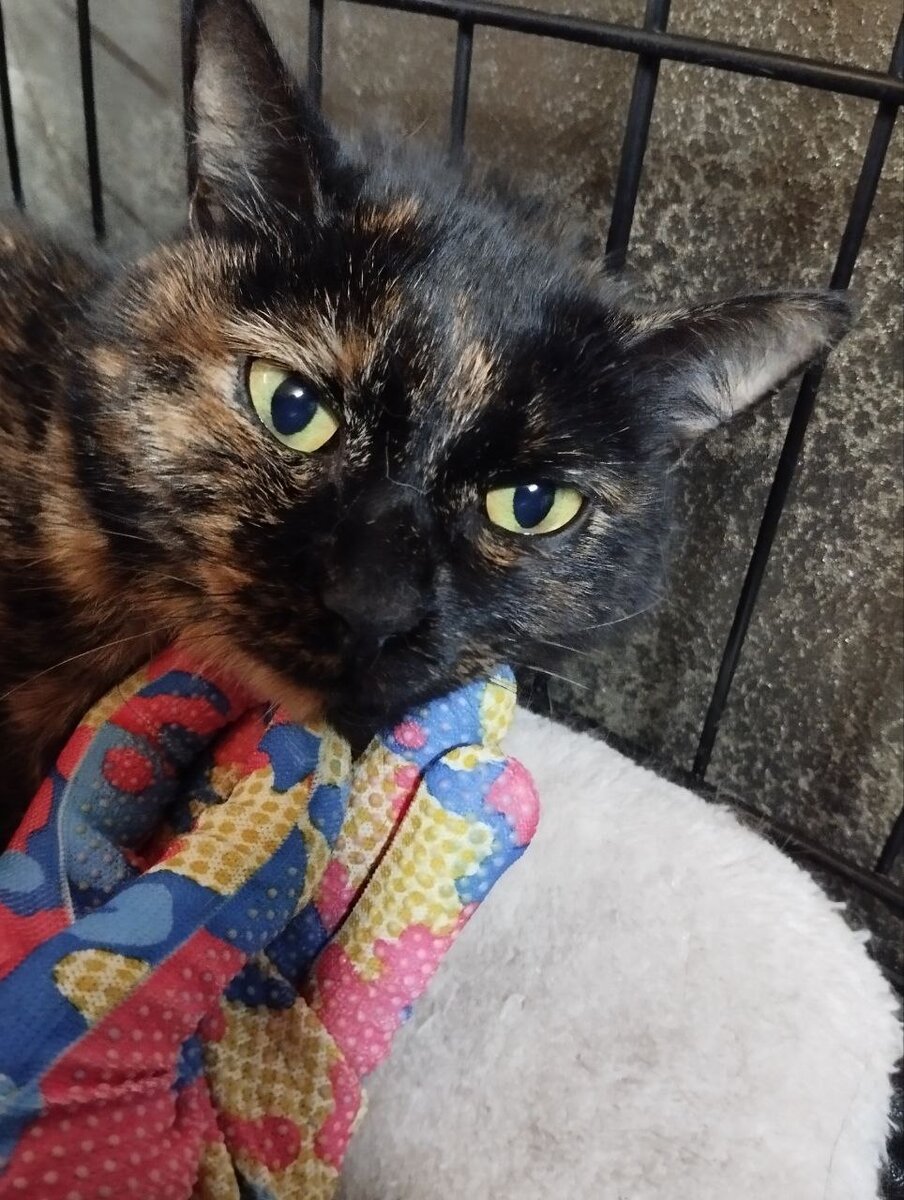 Такая оказалась кошка ласковая!!