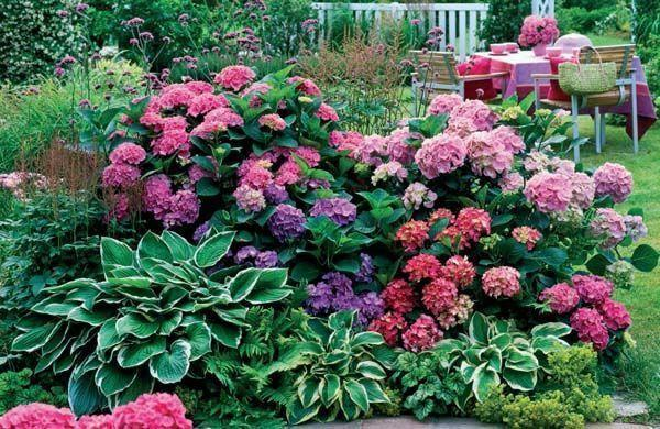 Hydrangea, Hosta, Hakonechloa Karl Gercens Flickr