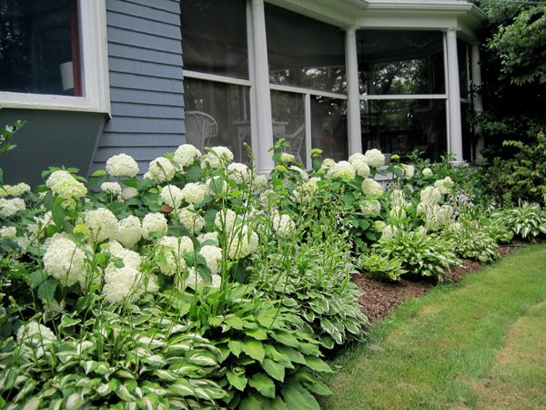 Ландшафтные хитрости: с чем красиво сочетать хосты Garden design, Hosta gardens,