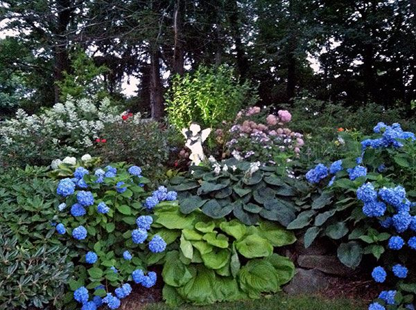 Hostas and hydrangeas - Hosta Forum - GardenWeb Shade garden plants, Hosta garde