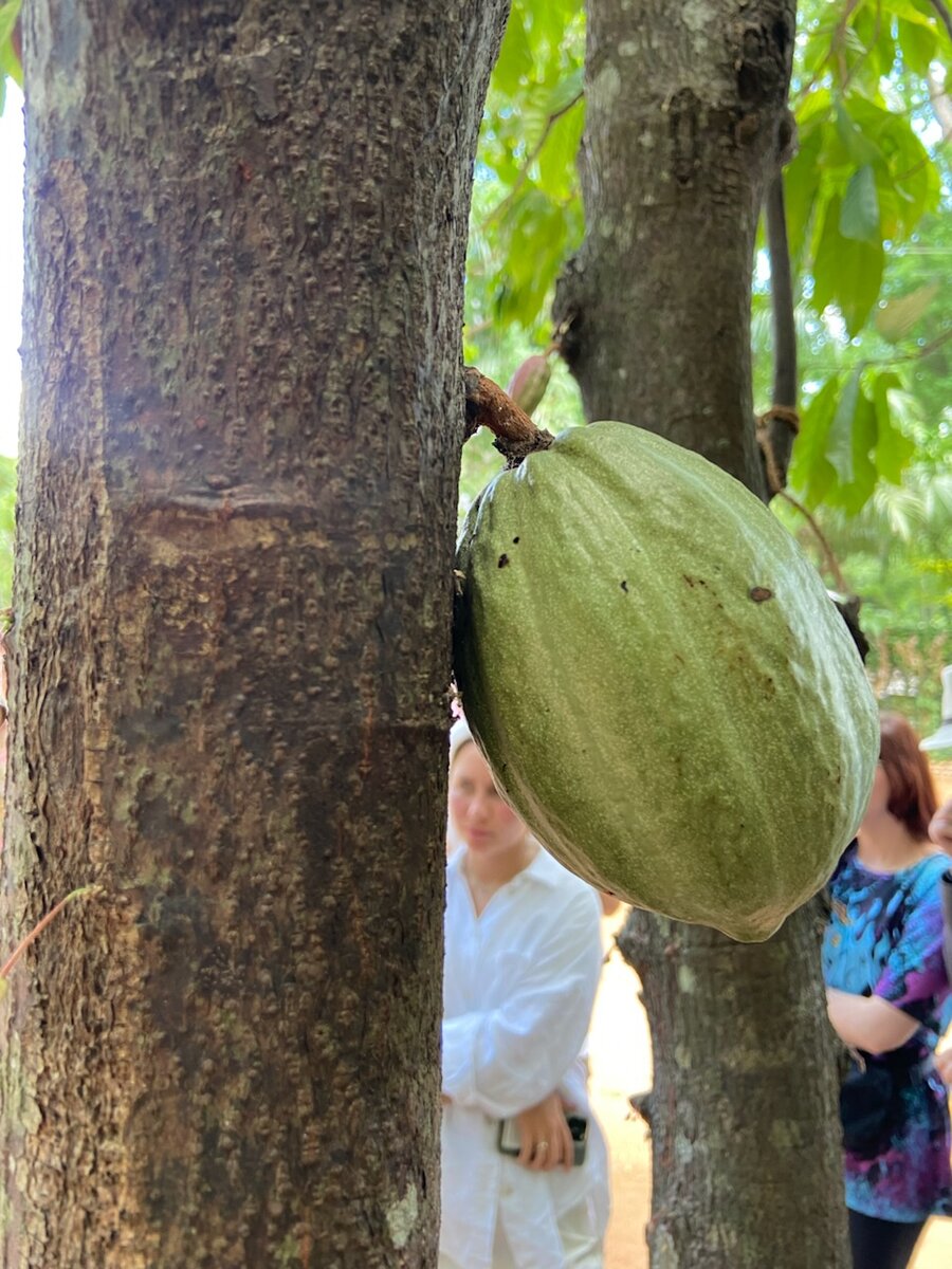 Какао