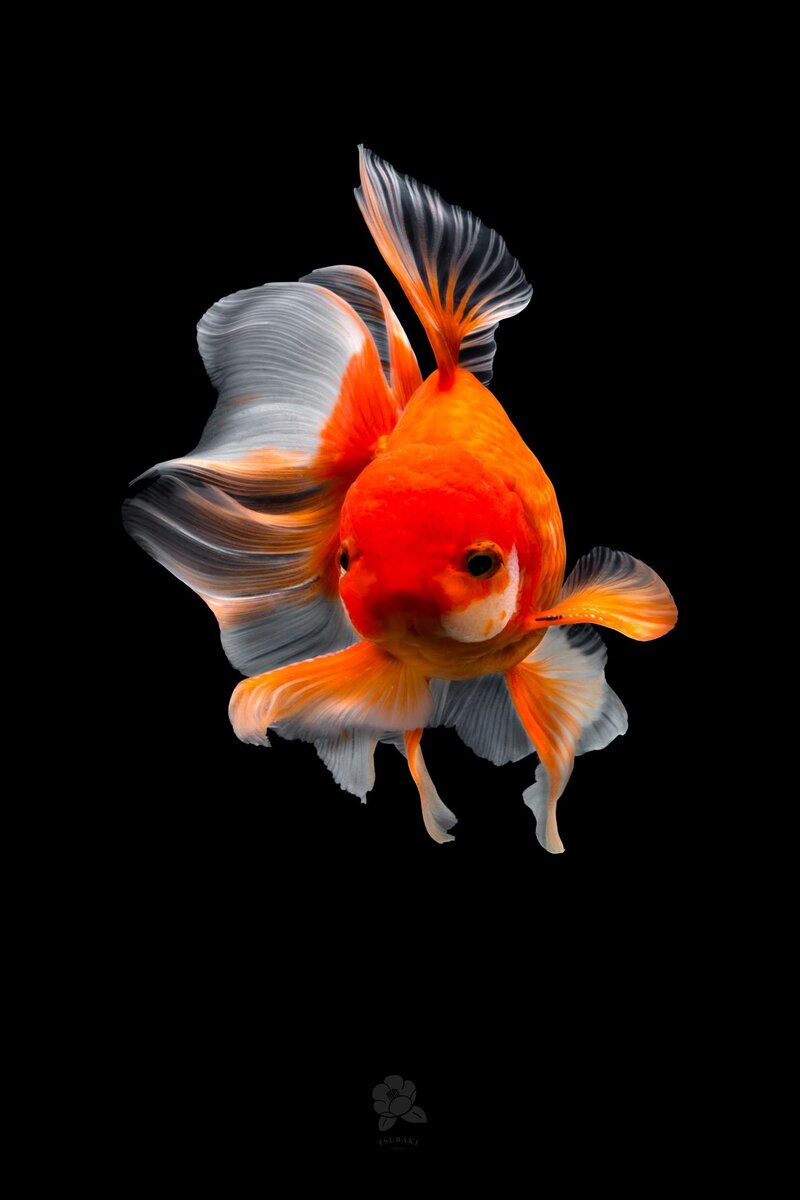 Поделка золотая рыбка своими руками - 85 фото