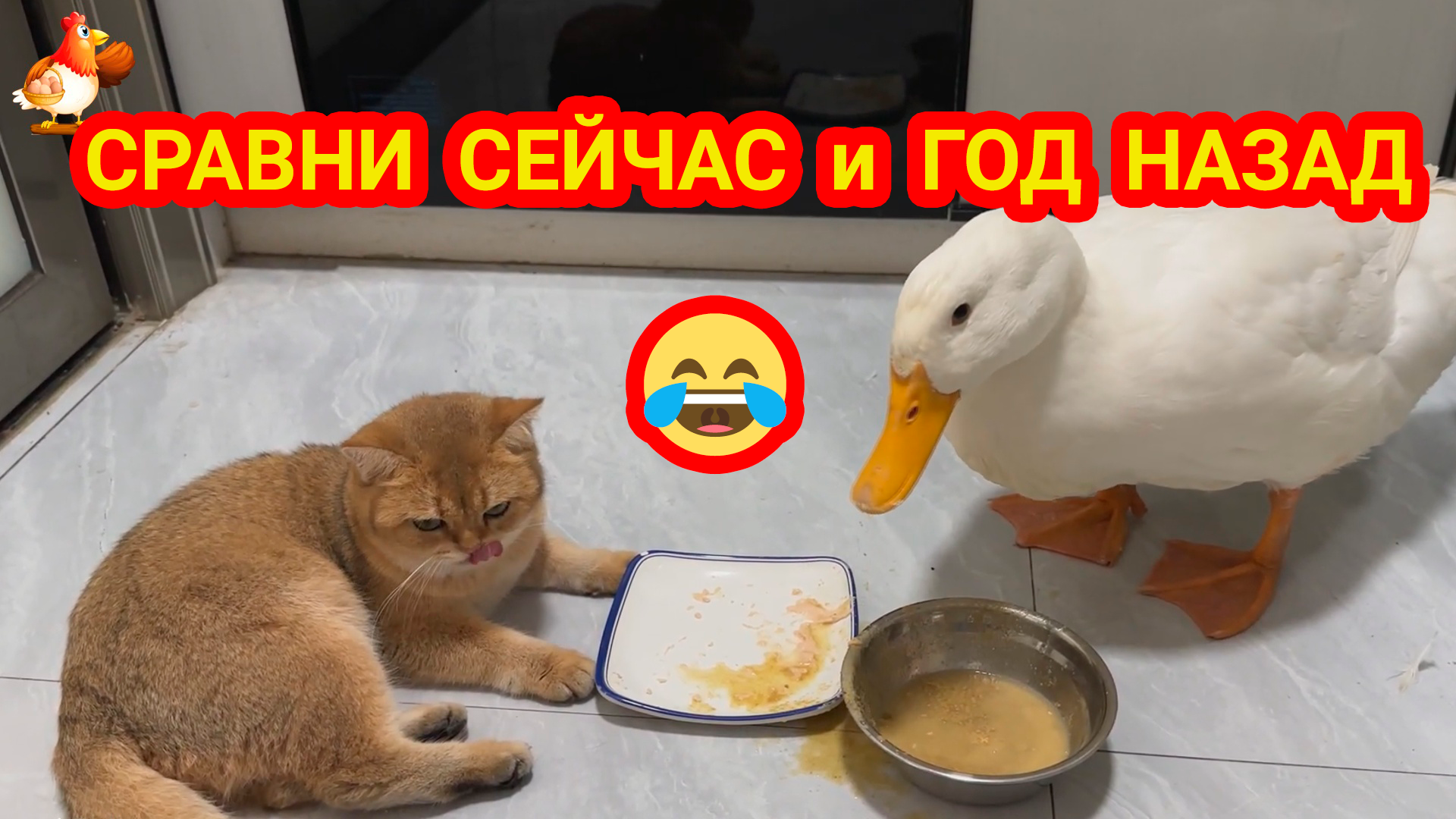 Кошка и утка сейчас и год назад 😂 как выросли котенок и утенок 🤗