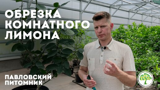 Обрезка комнатного лимона - Опыт Павловского питомника