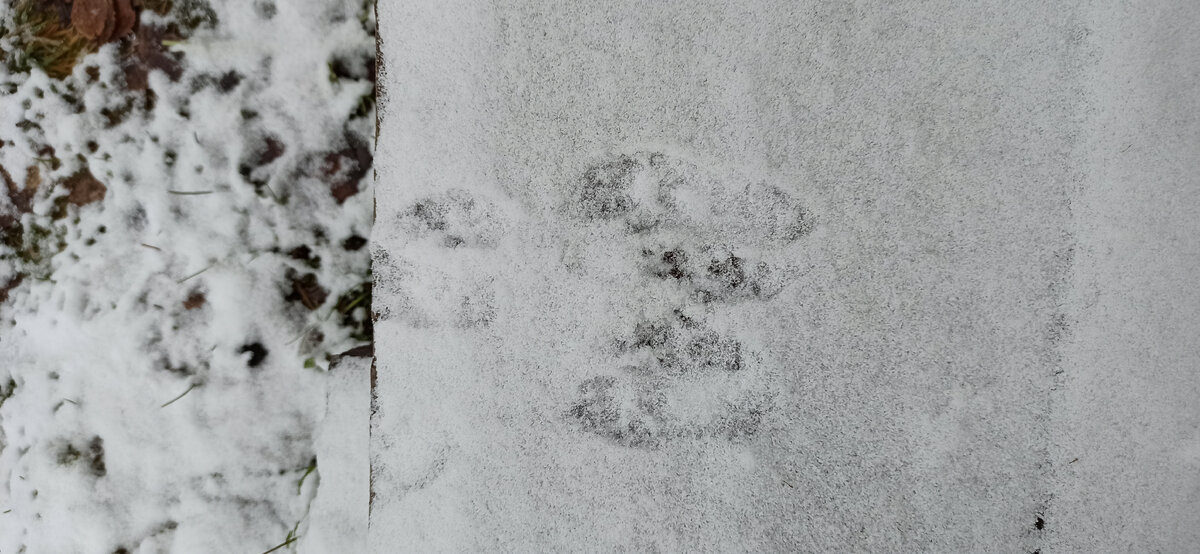 У нас на участке живёт белка. Я бы даже сказала Белк. Такой крупный. Живёт уже не первый год. Видим его периодически на заборе, теплице. Решили, что живёт под крышей дома. Вот в этот приезд видели его следы на крыльце.
