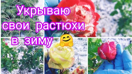 ВОТ И ЗИМА К НАМ ПРИШЛА 😔 УКРЫВАЮ СВОИ РАСТЮХИ В ЗИМУ 🌺🤗